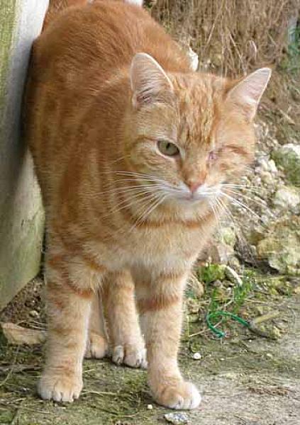 Simon
