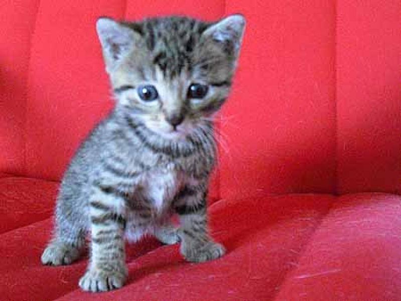 Little Grey