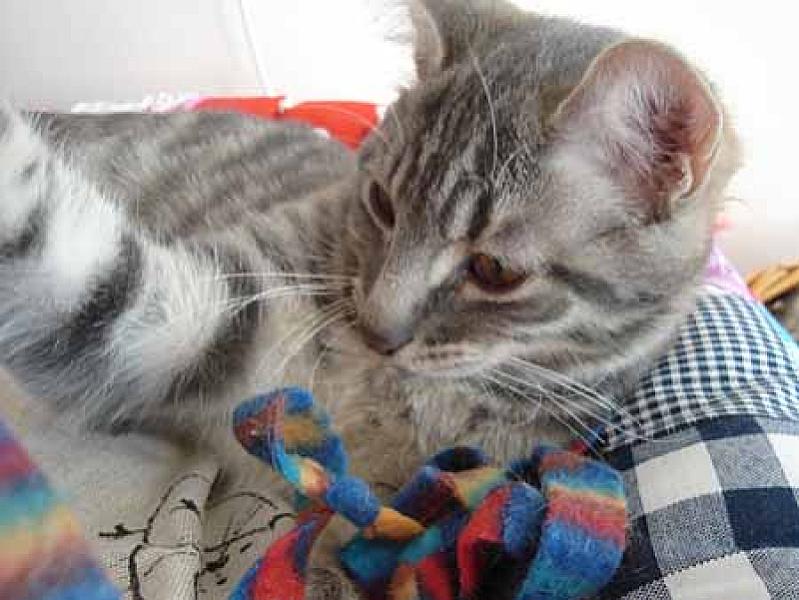 Mischa en Abel