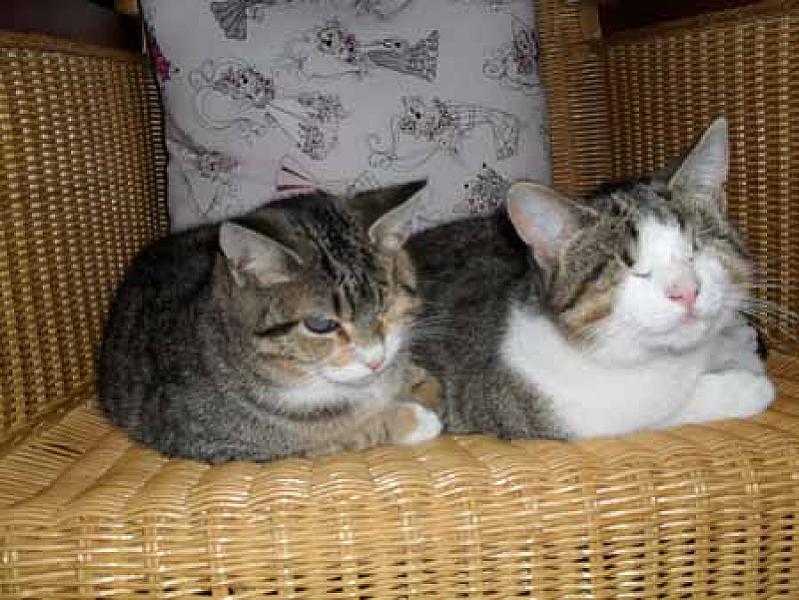 Peaches en Peanut