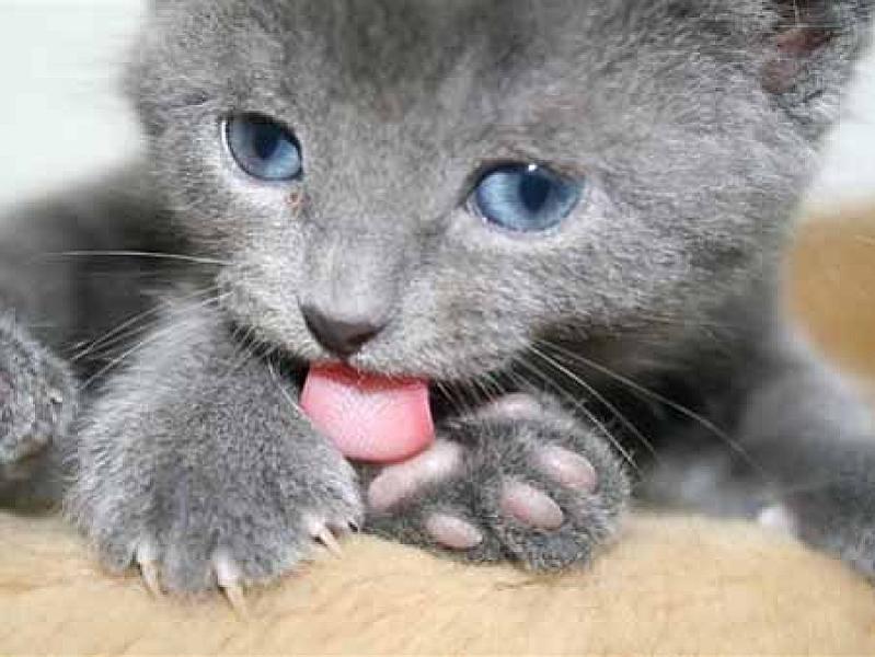 Catootje