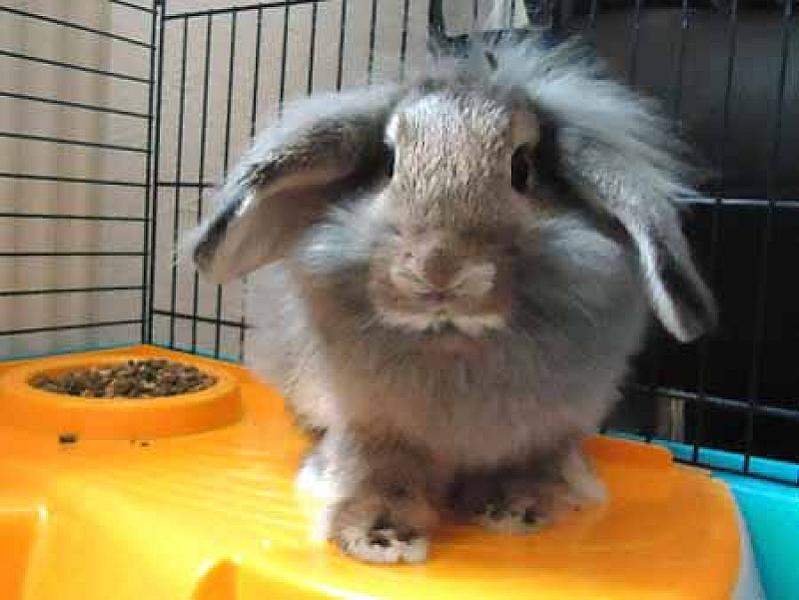 Pluis (konijntje)