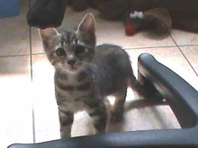 Loulou