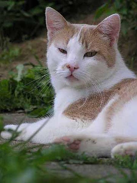 Tom