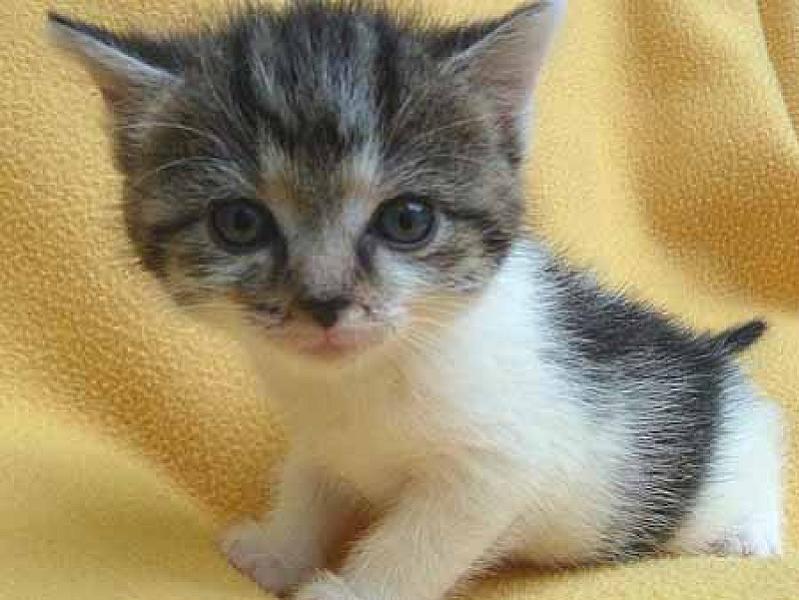 Tompoes