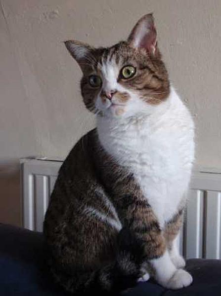 Obelix