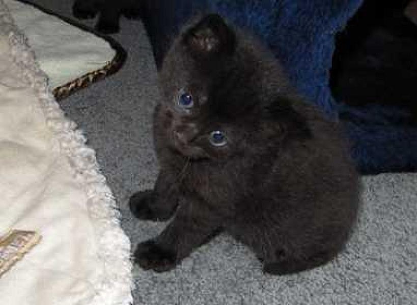 Boris