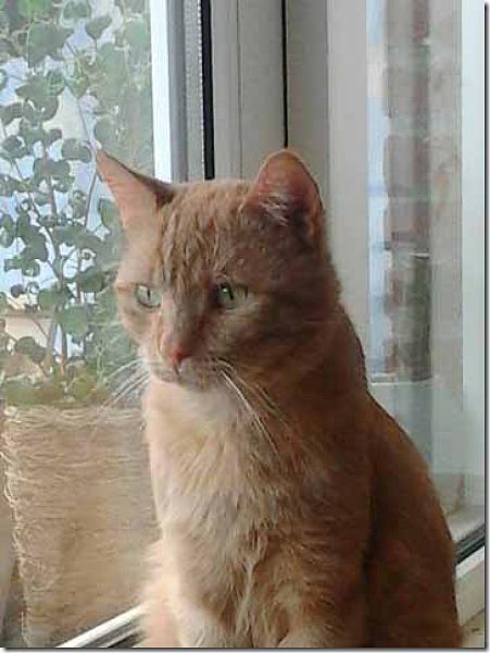 Joris