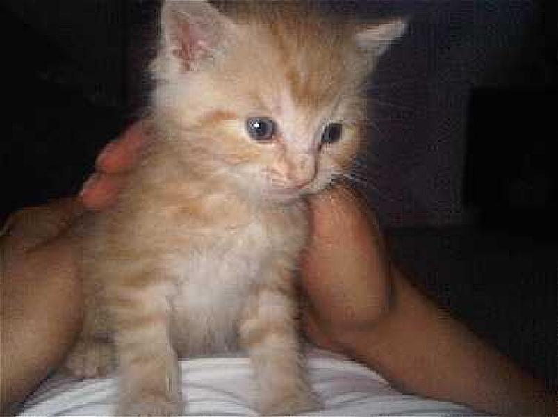 Aslan
