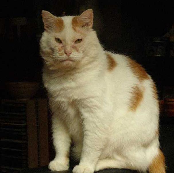 Willem