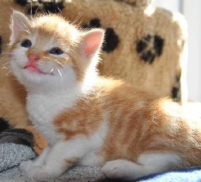 Tigger