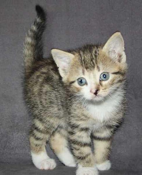 Parel
