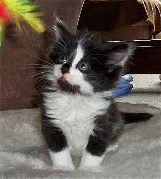 Lemmy