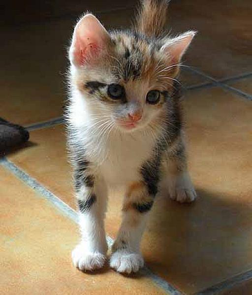 Juliette