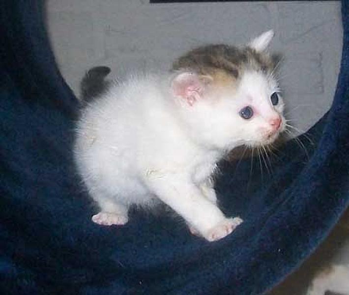 Fatso