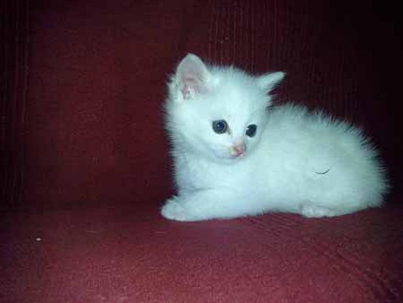 Napoleon