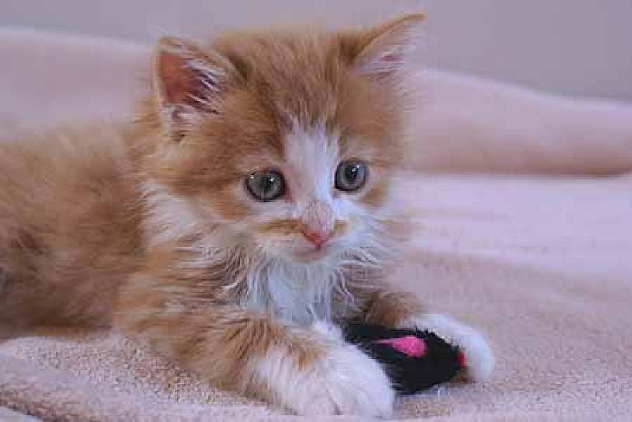 Swiffer
