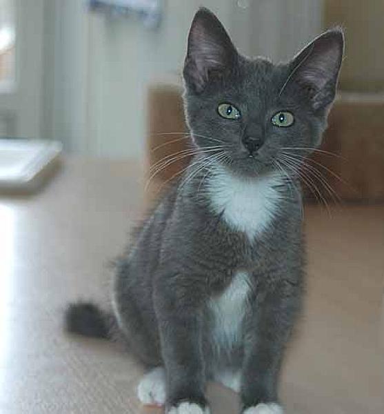 Pip