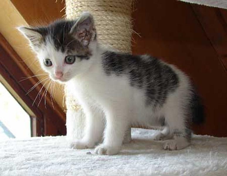 Izzy