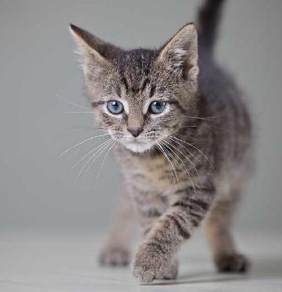 Cas