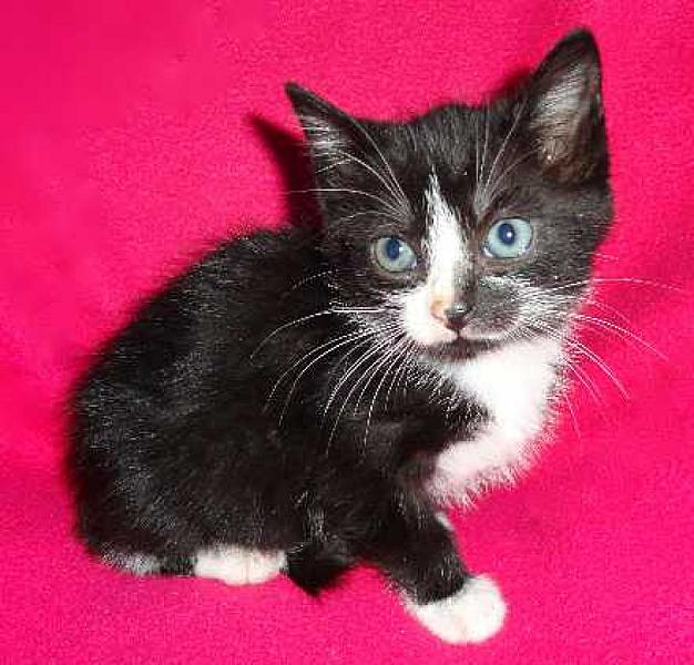 Minou