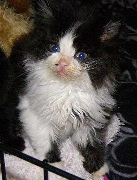 Pom