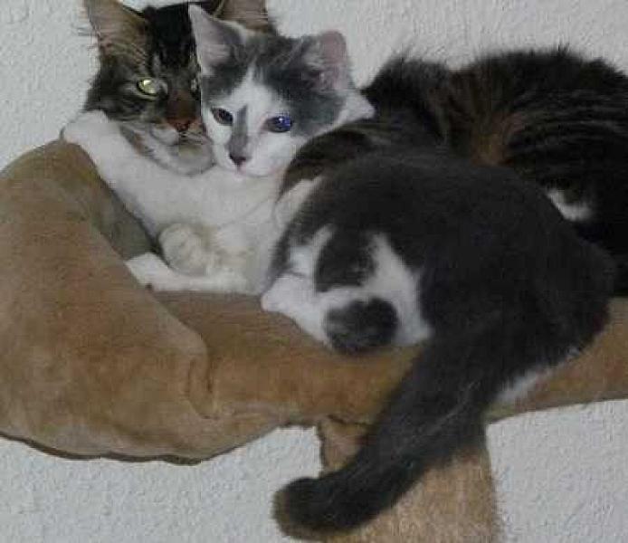 Ushi en Udo