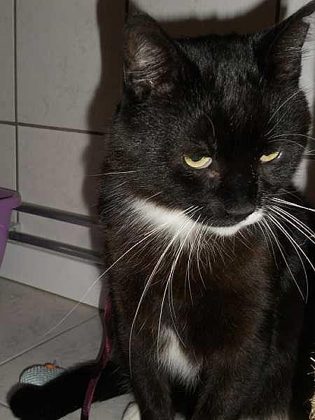 Moustache