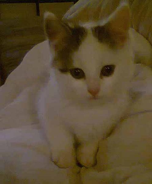 Lilly