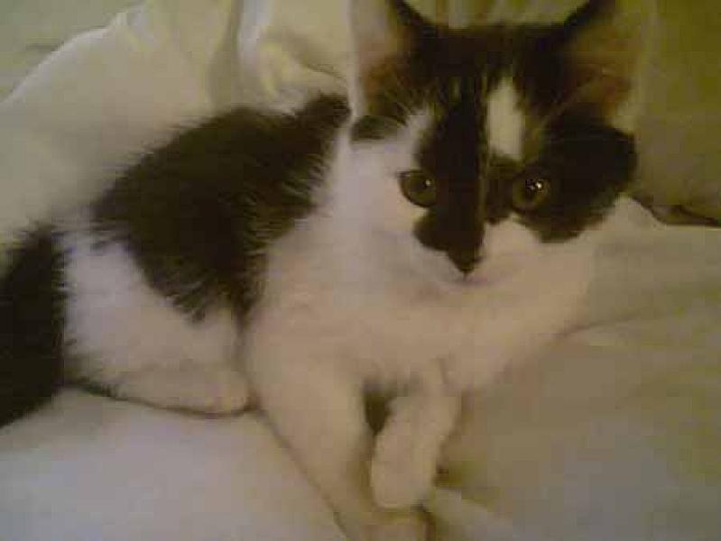 Nellie