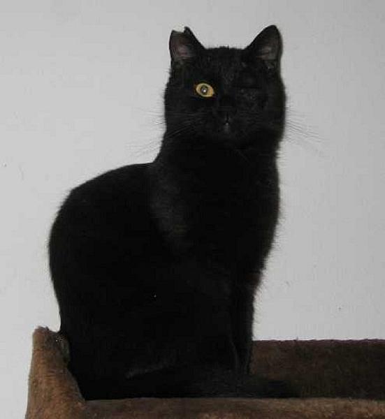 Umbra