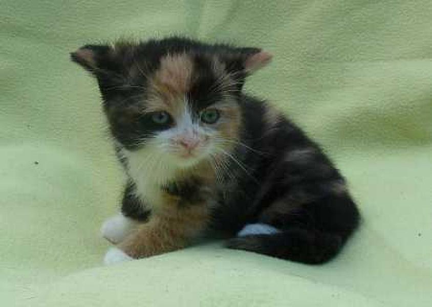 Kitty