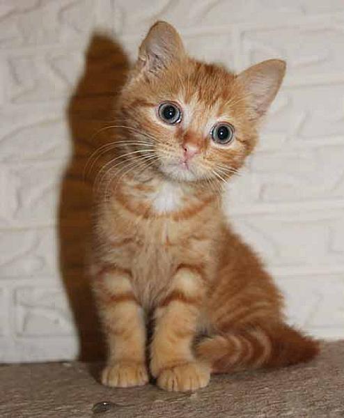 Garfield