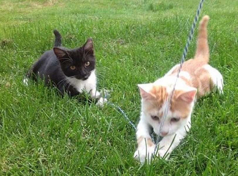 Robby en Sam