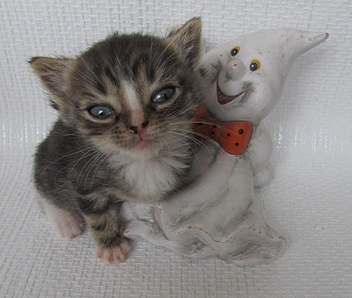 Wilson