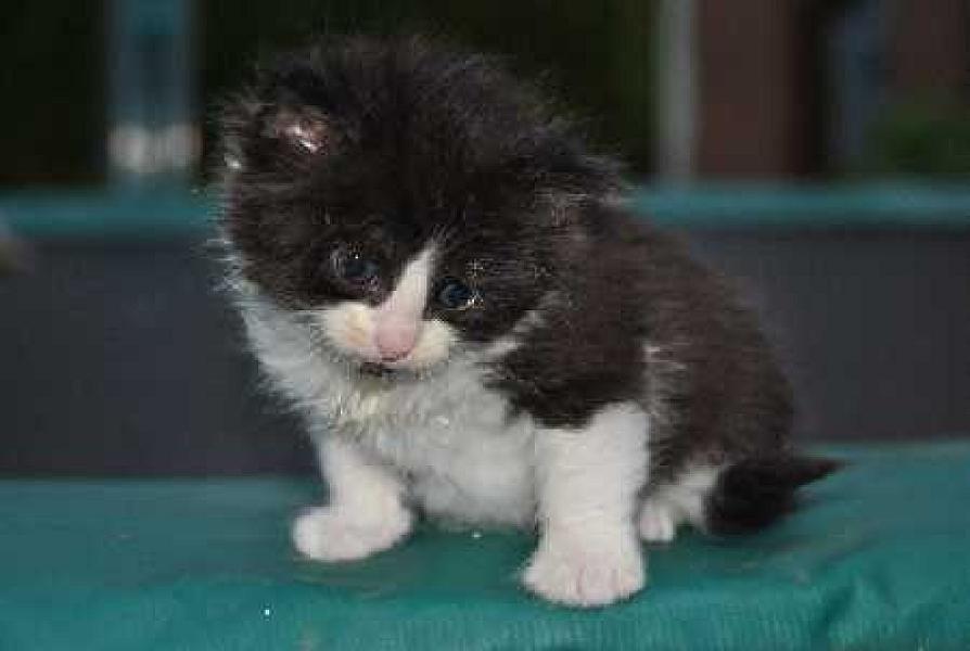 Berlioz