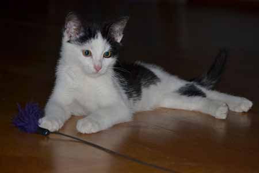 Casper
