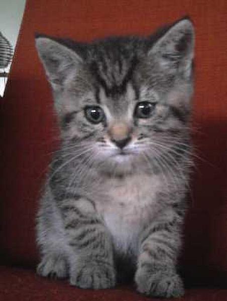 Bimba