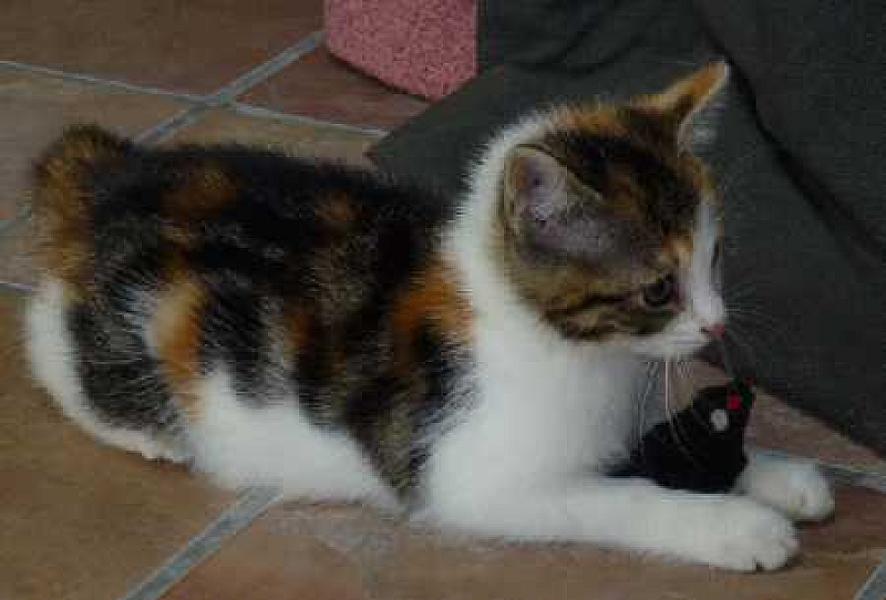 Lola