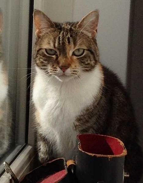 Loesje