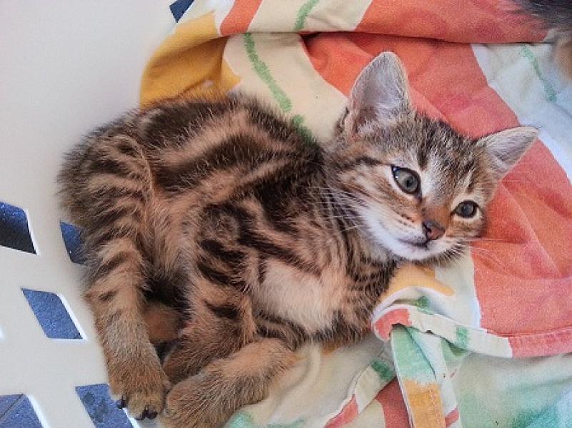 Polly