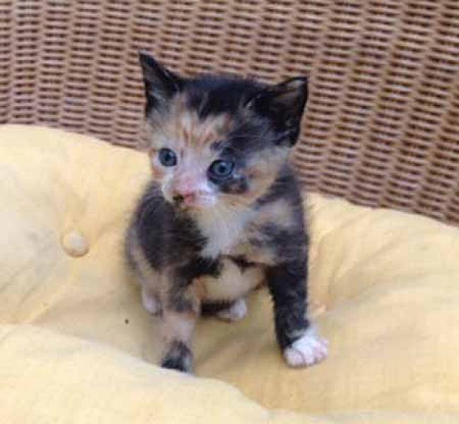 Suzy