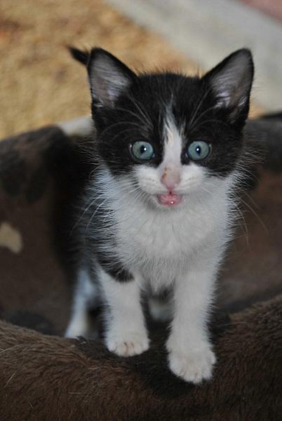 Figaro
