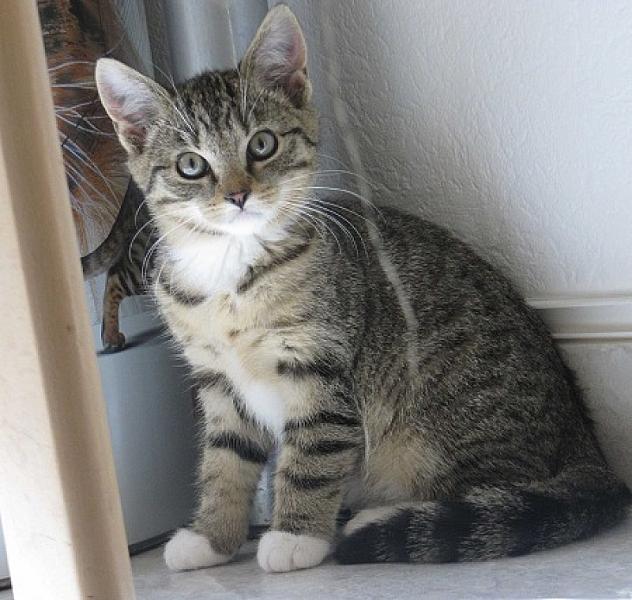 Nala