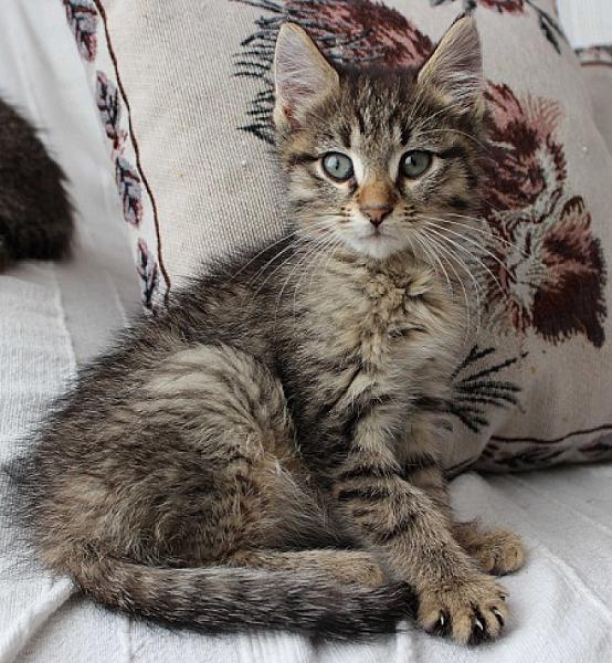 Knuffeltje
