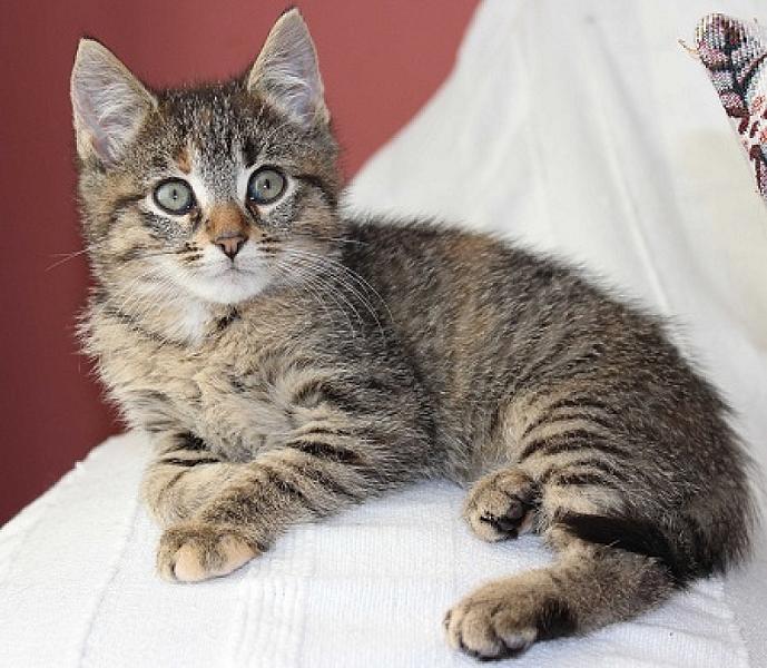 Kiki