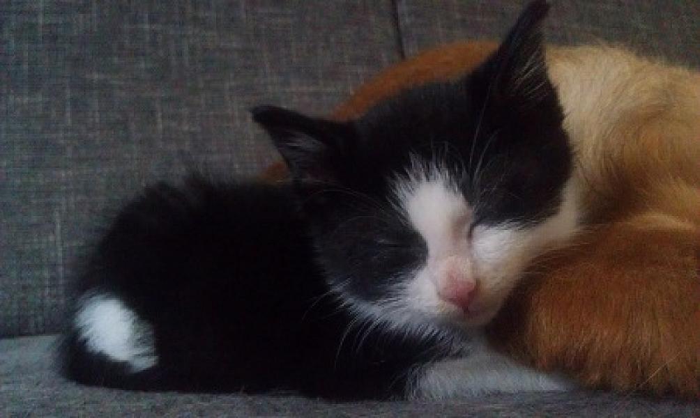 Gizmo