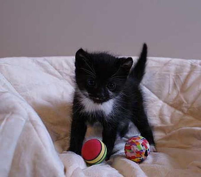 Gijs en Poirot