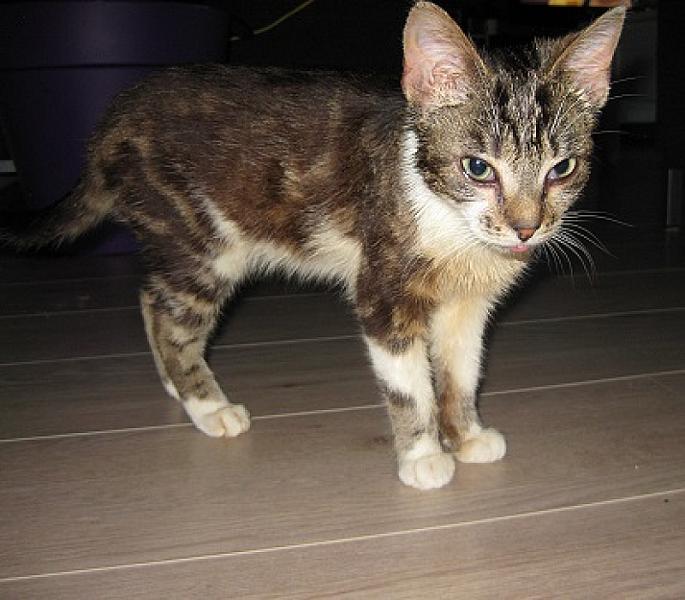 Arya
