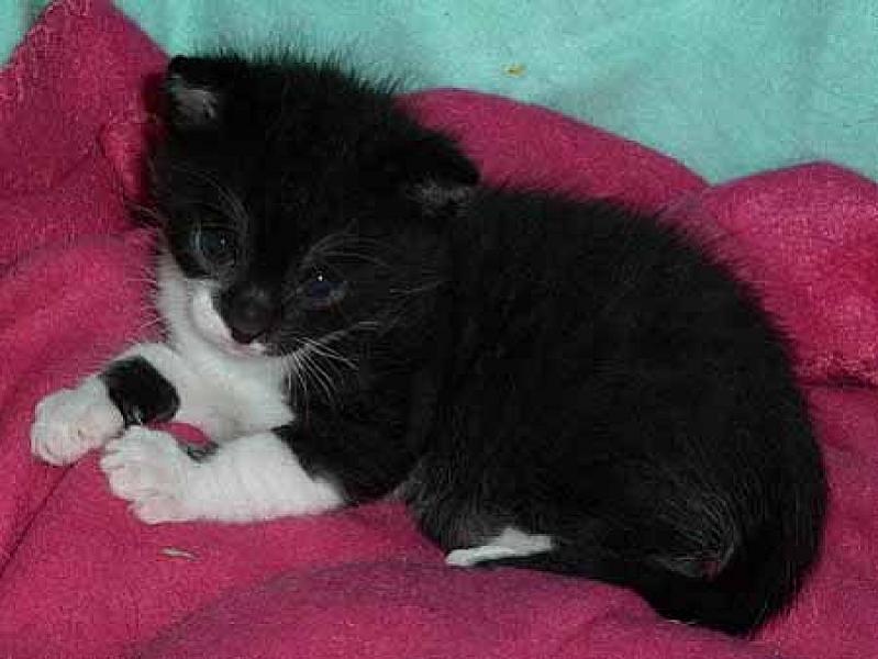 Xena